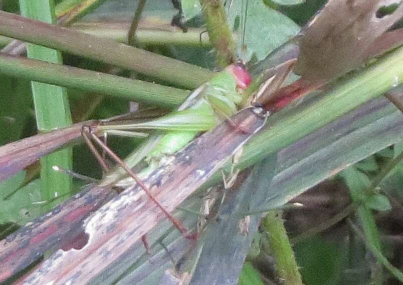 Image of Red-headed Meadow Katydid