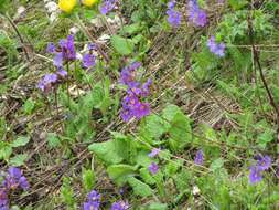 Image of Primula amoena M. Bieb.