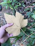 Image of Rubus reflexus var. hui (Diels ex Hu) F. P. Metcalf