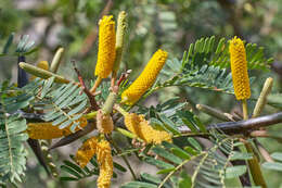 Image of bull horn acacia