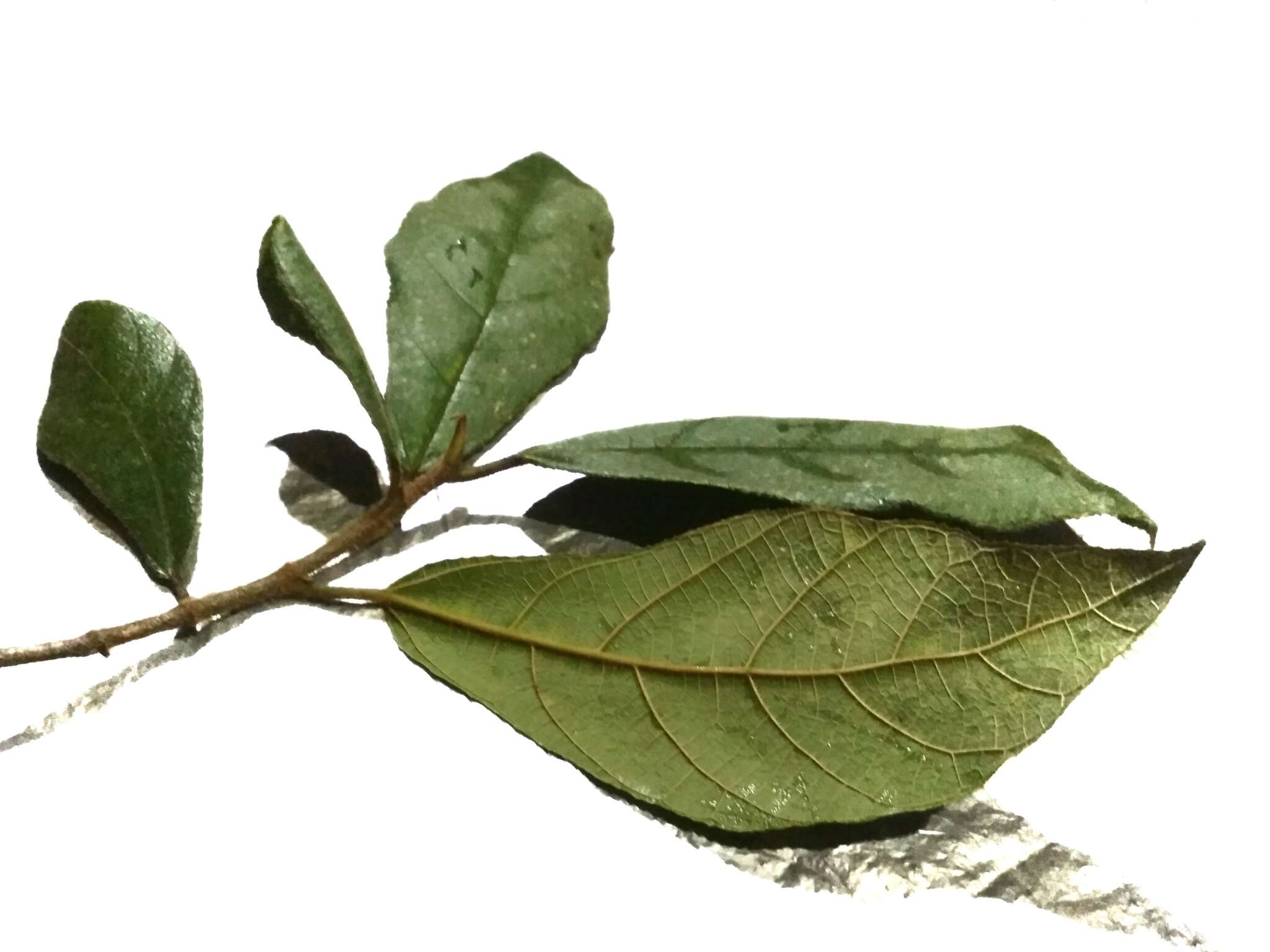 Image of Ficus aurata (Miq.) Miq.