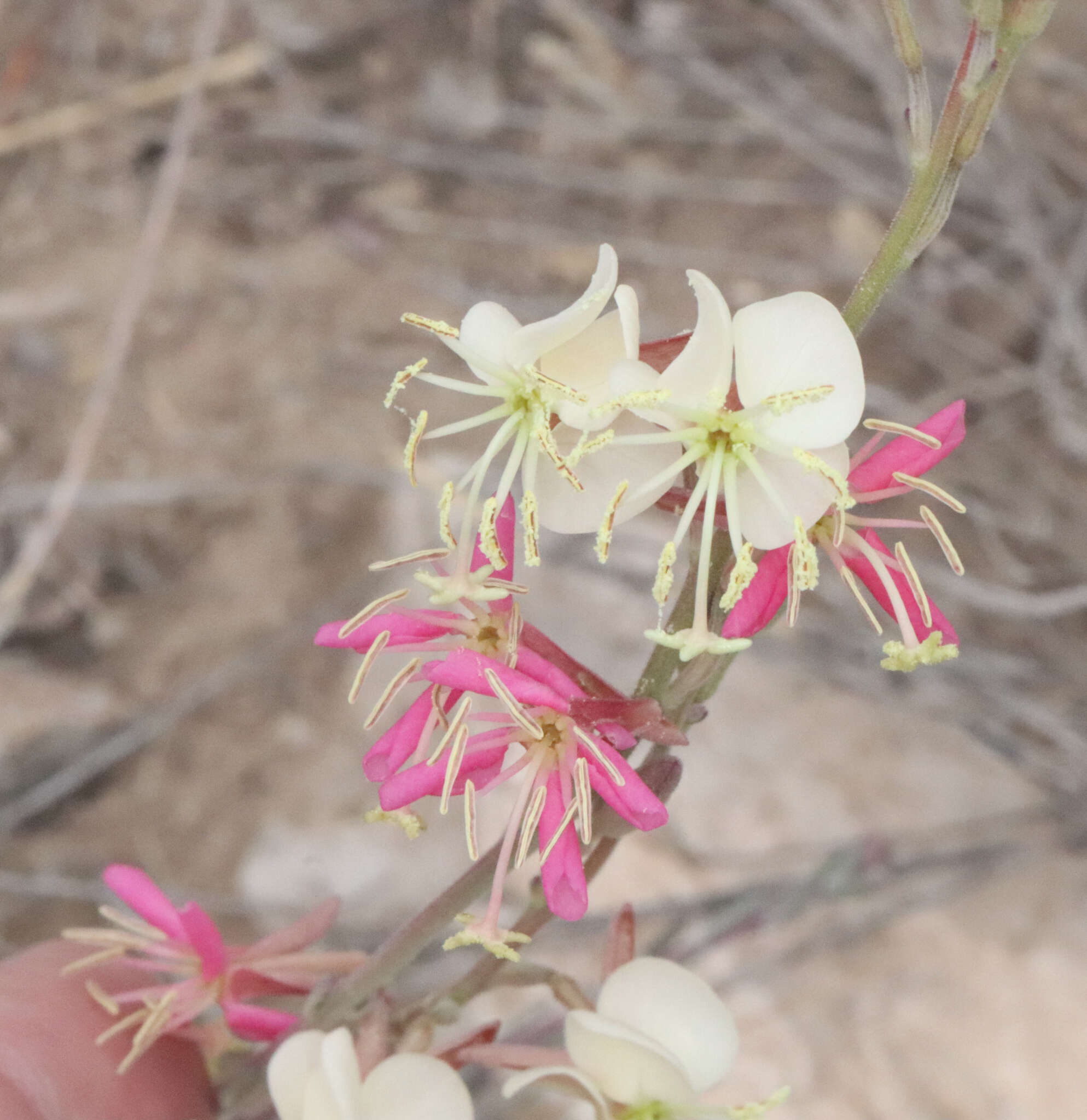 Oenothera arida W. L. Wagner & Hoch resmi