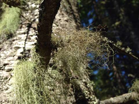 Image of Nadvornik's horsehair lichen