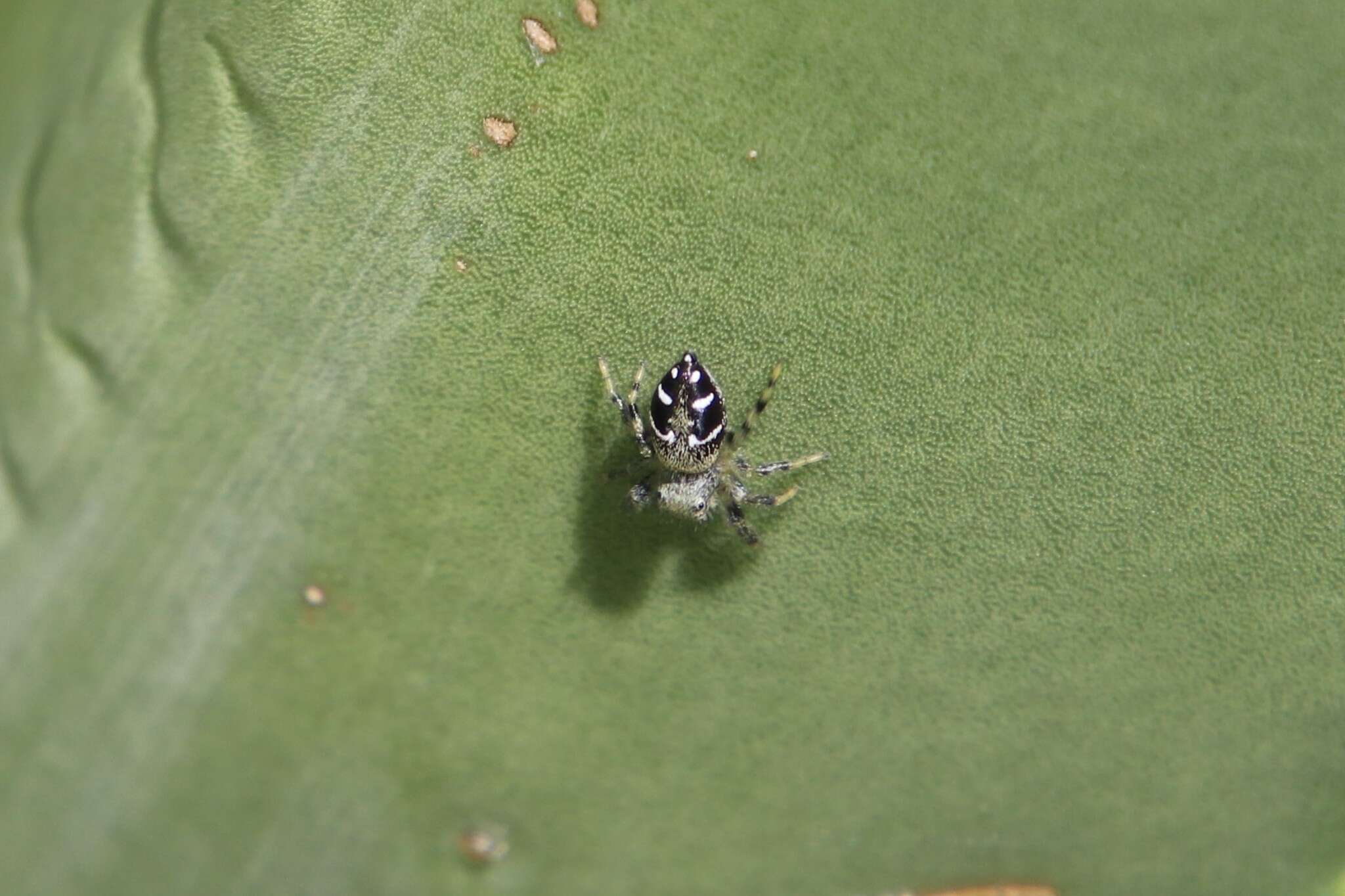 Image of Paraphidippus basalis (Banks 1904)