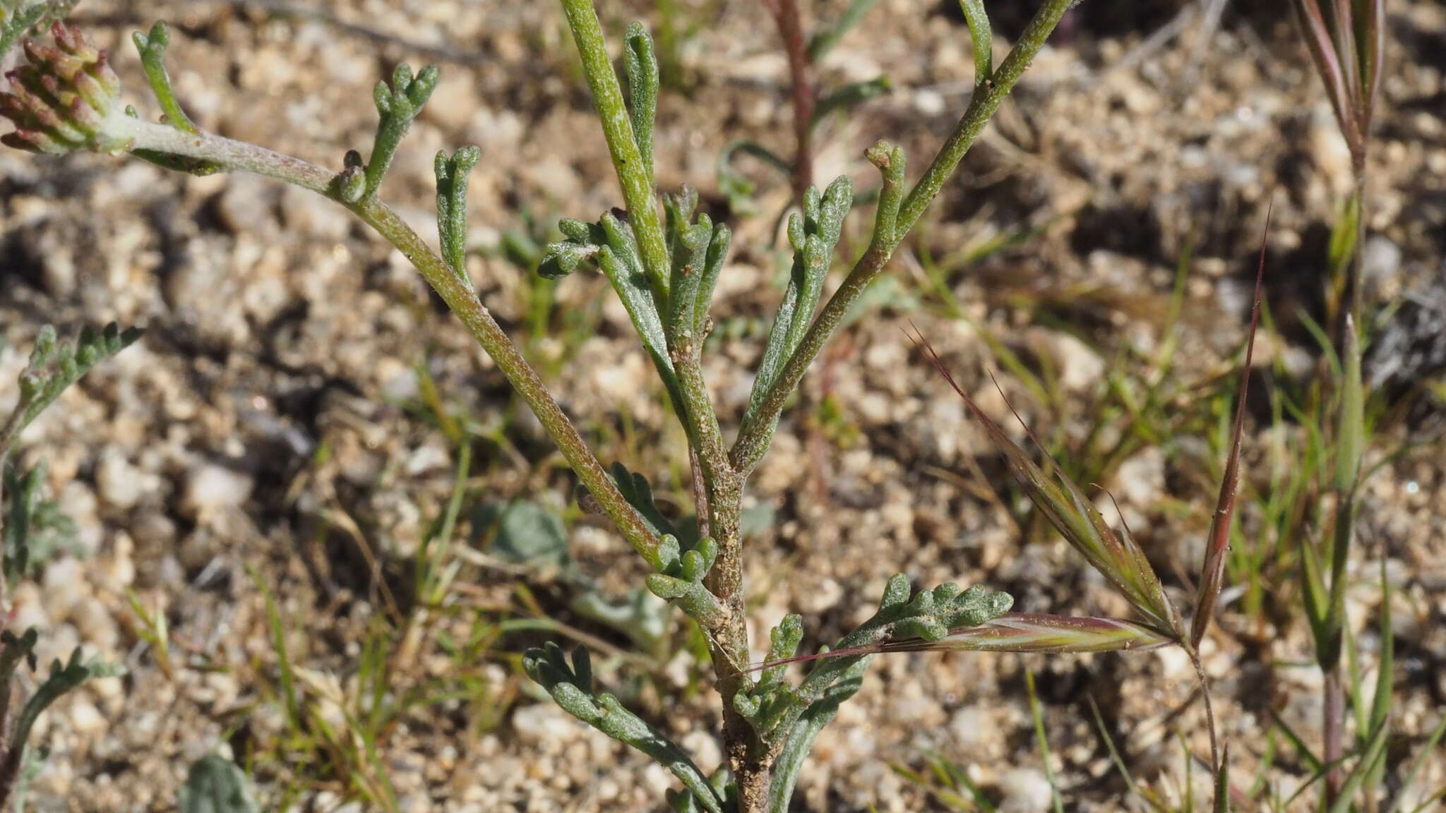 Sivun Chaenactis glabriuscula var. glabriuscula kuva