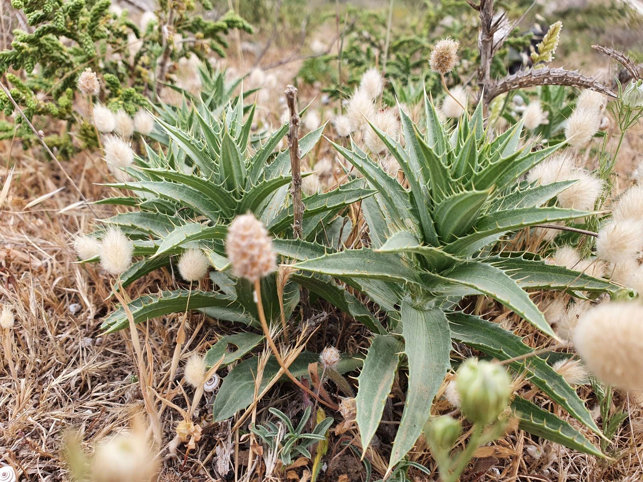 Carduncellus pectinatus (Desf.) DC.的圖片