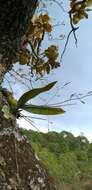 Image de Prosthechea concolor (Lex.) W. E. Higgins