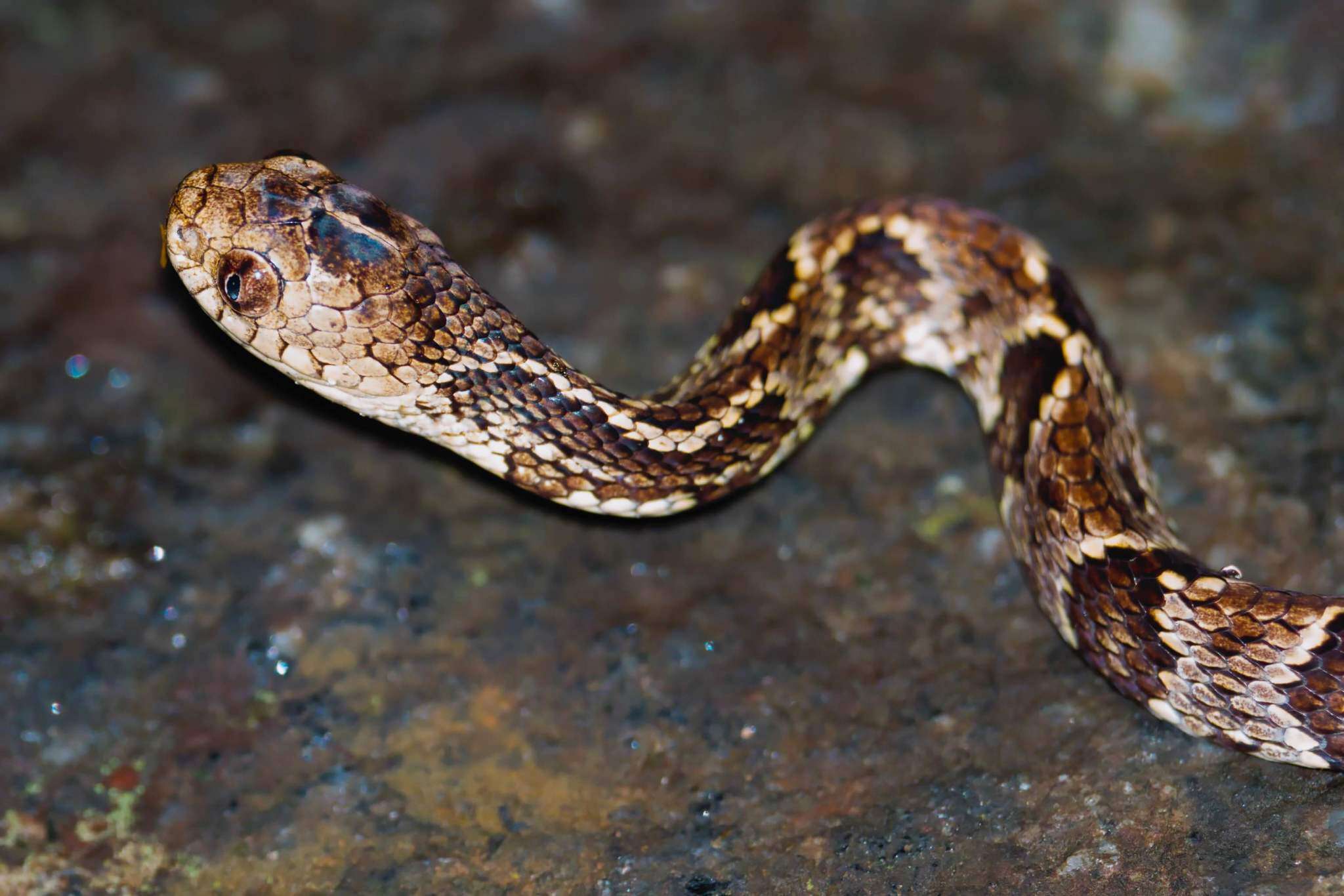 Image of Dipsas variegata (A. M. C. Duméril, Bibron & A. H. A. Duméril 1854)