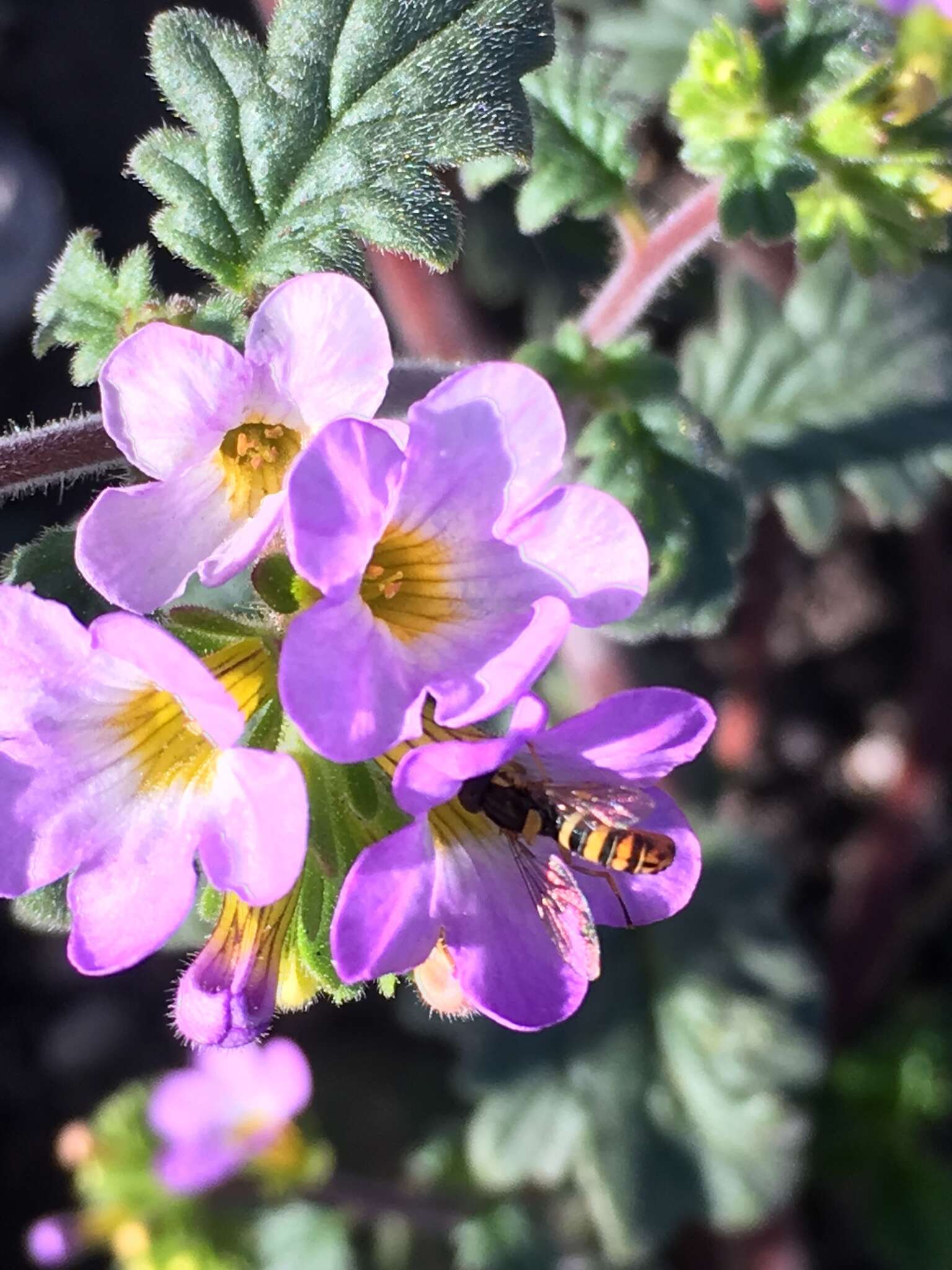 Image of sweetscented phacelia