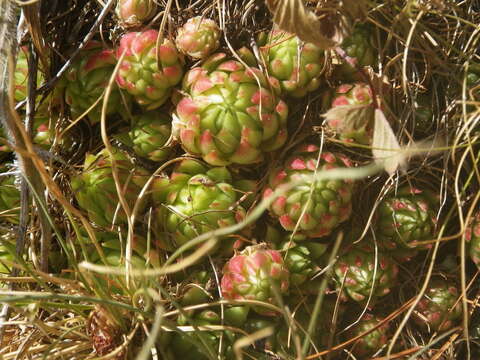 Imagem de Sempervivum globiferum subsp. allionii (Jord. & Fourr) H.