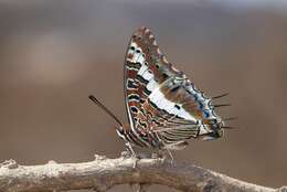 Charaxes hansalii Felder 1866 resmi