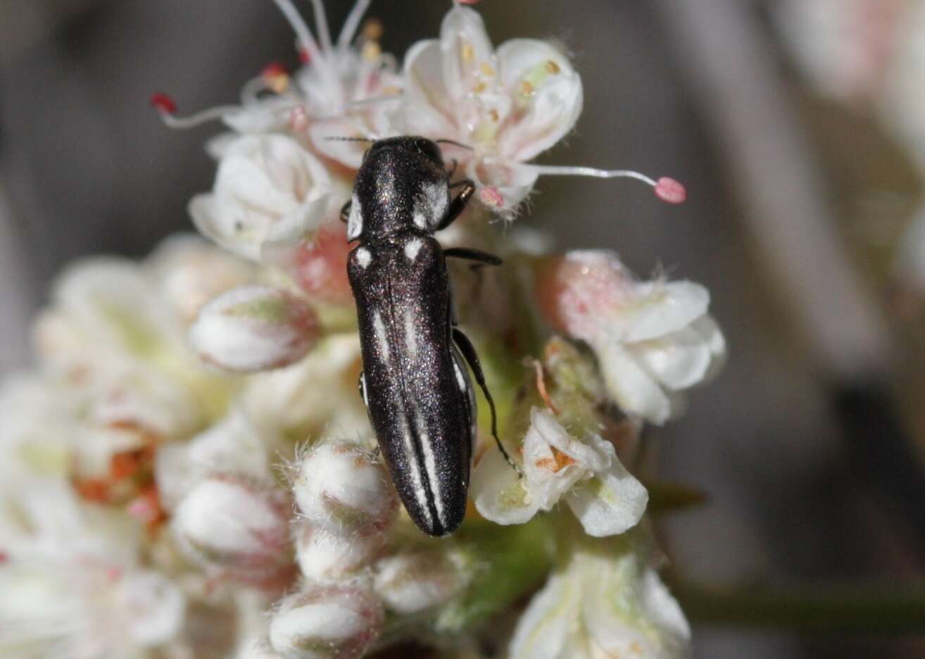 Image of Agrilus blandus Horn 1891