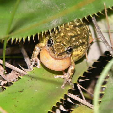 Image of Lesser Snouted Treefrog