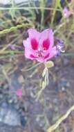 Imagem de Clarkia gracilis subsp. sonomensis (C. L. Bitchc.) F. H. Lewis & M. E. Lewis