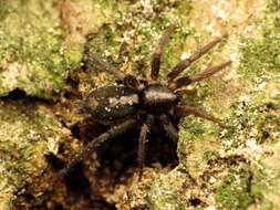 Image of Eastern Parson Spider