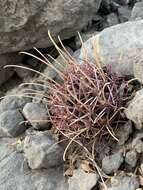 Image of Chihuahuan fishhook cactus