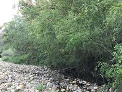 Image of smooth mountain mahogany