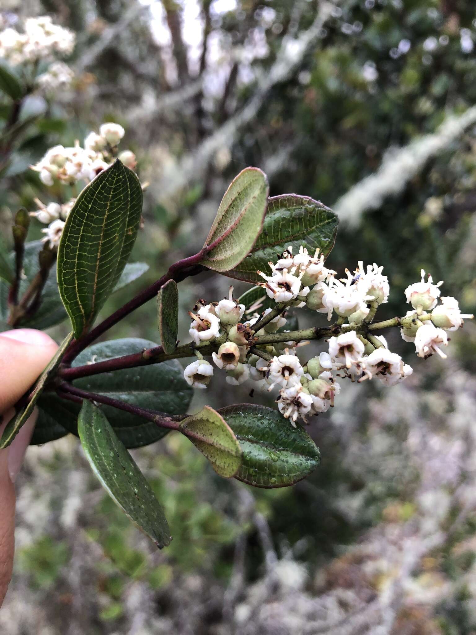 Image of Miconia ligustrina (Sm.) Triana