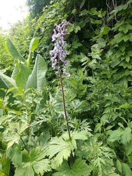 Image of Aconitum leucostomum Vorosh.