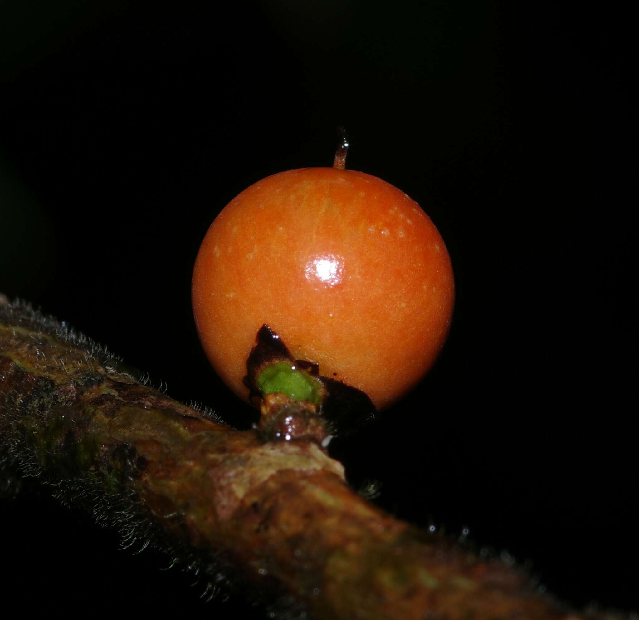 Image of Daphnopsis granitica Pruski & Barringer