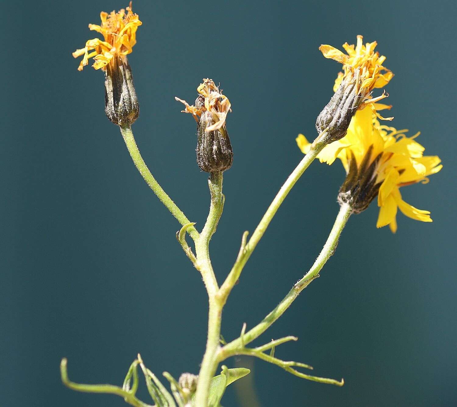 Image of Crepis jacquinii subsp. jacquinii