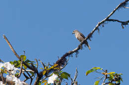 Image of Turquoise Cotinga