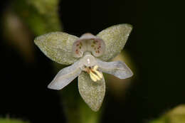 Image of Cranichis diphylla Sw.