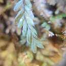 Hymenophyllum caespitosum Gaud. resmi