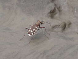 Image of Beach tiger beetle