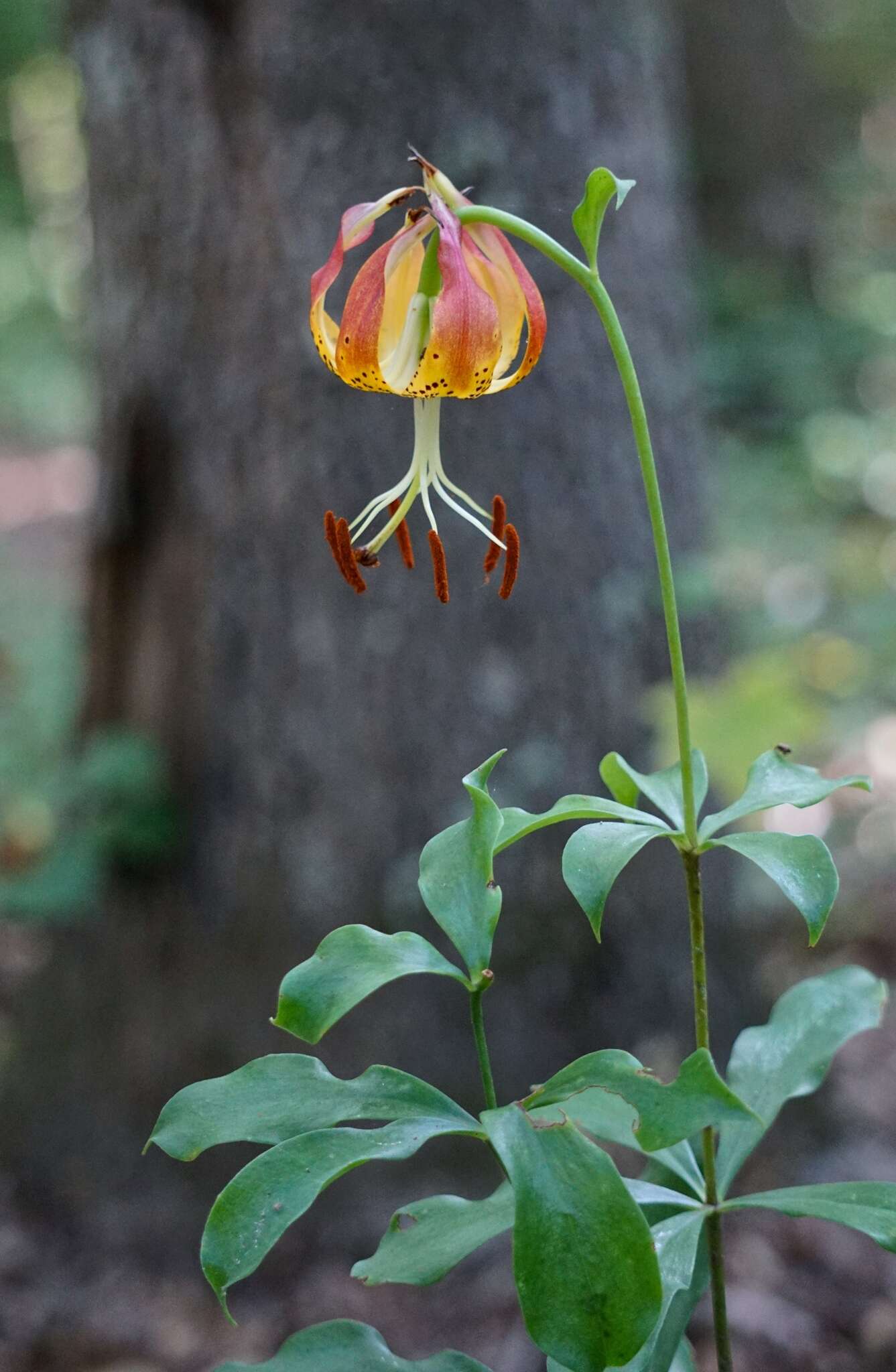 Lilium michauxii Poir. resmi