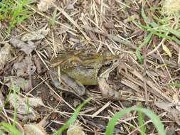 Image of Common frog