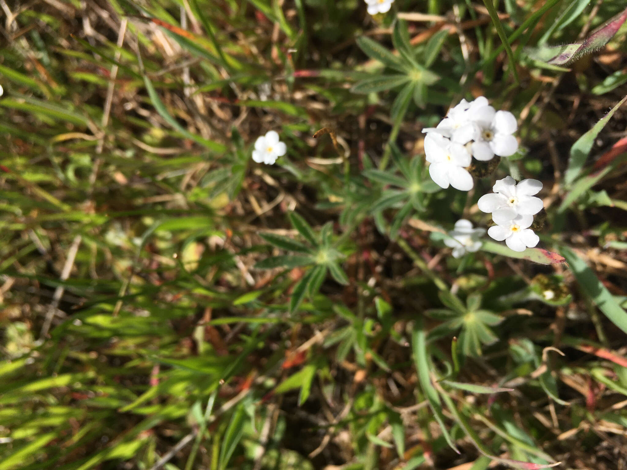 Plancia ëd Plagiobothrys nothofulvus (A. Gray) A. Gray