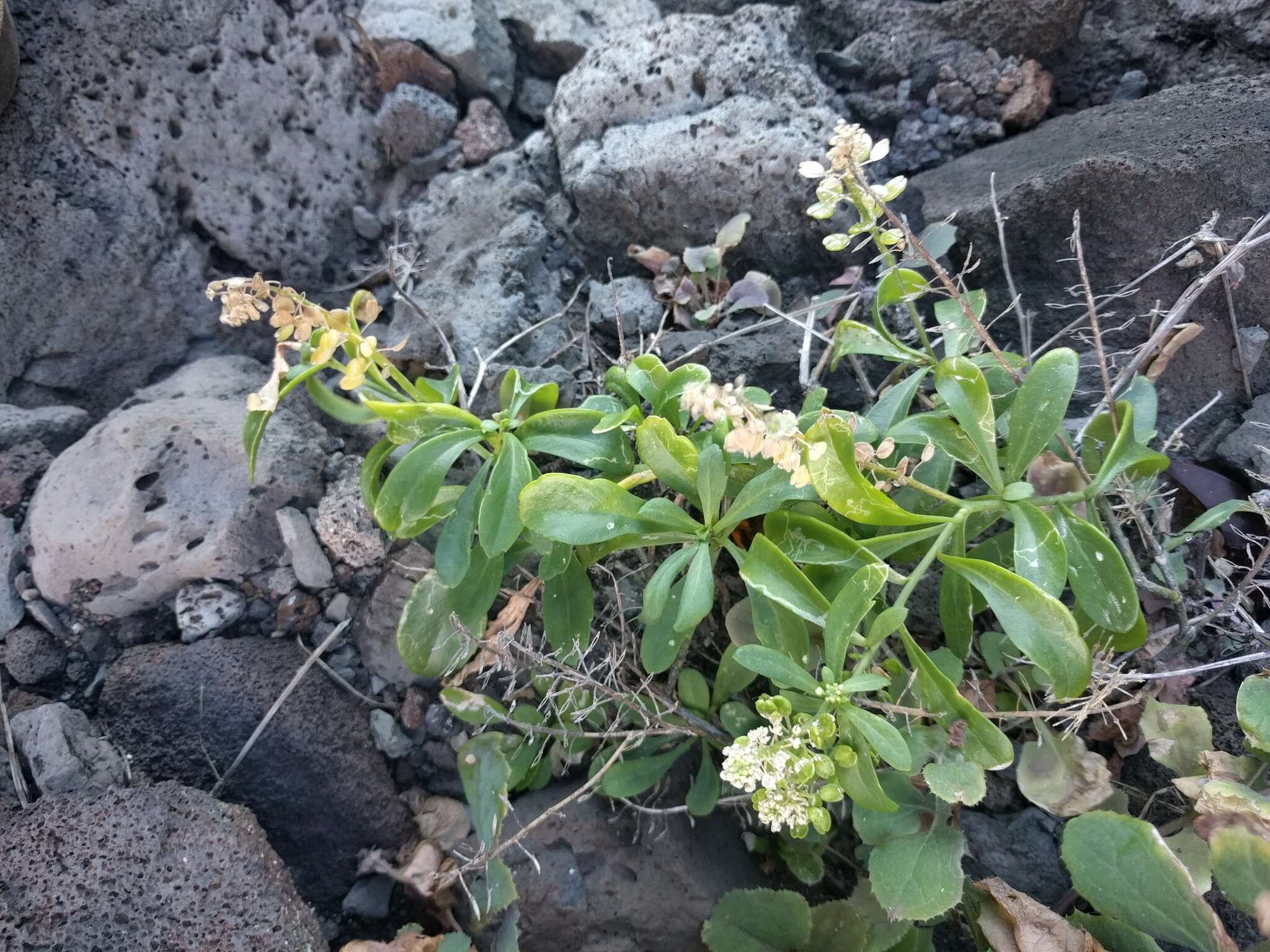 Image of <i>Lepidium bidentatum</i> var. <i>o-waihiense</i> (Cham. & Schltdl.) Fosberg