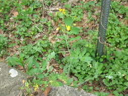 Image of celandine