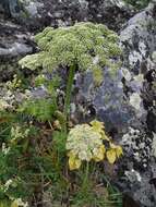 Image of Angelica saxatilis Turcz. ex Ledeb.