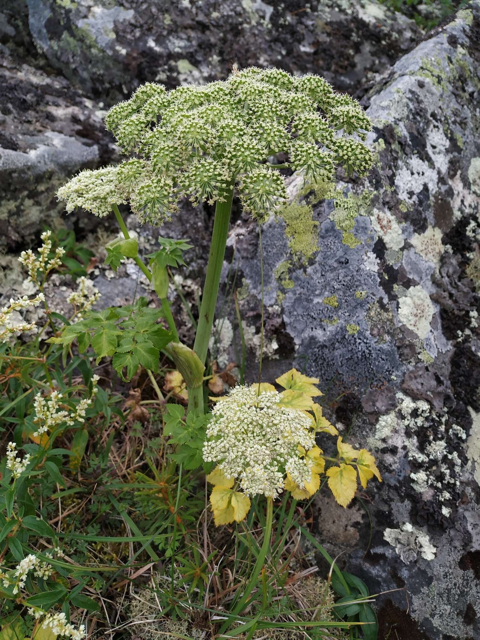 Слика од Angelica saxatilis Turcz. ex Ledeb.