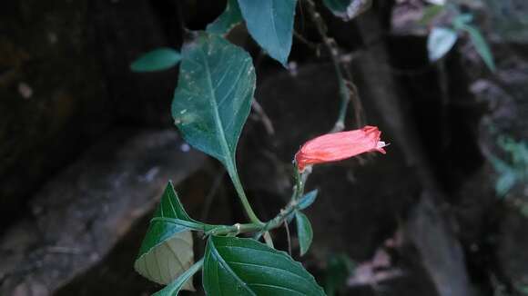 Image of tropical wild petunia