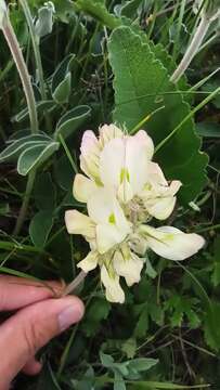 Image of Hedysarum grandiflorum Pall.