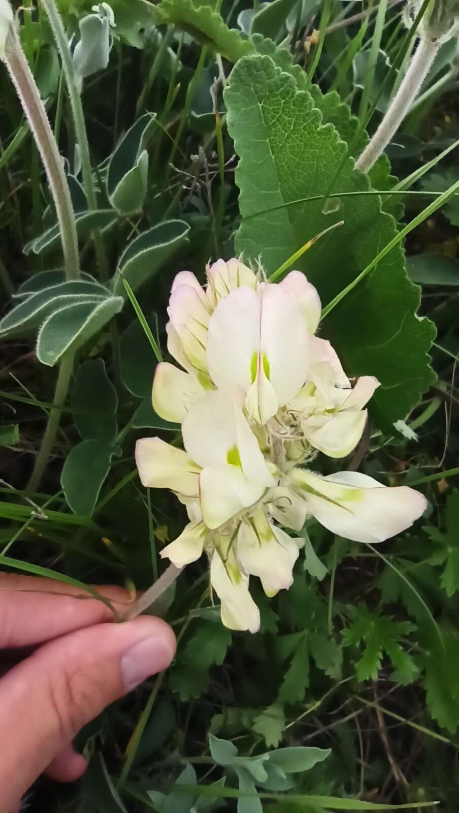 Plancia ëd Hedysarum grandiflorum subsp. bulgaricum Kozuharov