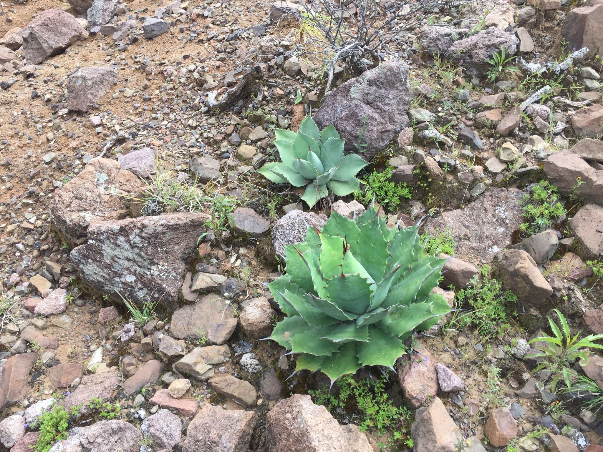 Image of Agave potatorum Zucc.