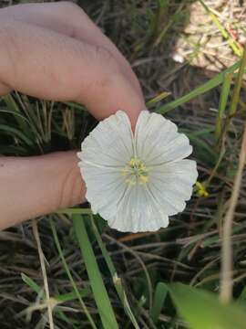 Imagem de Monsonia emarginata L'Her.