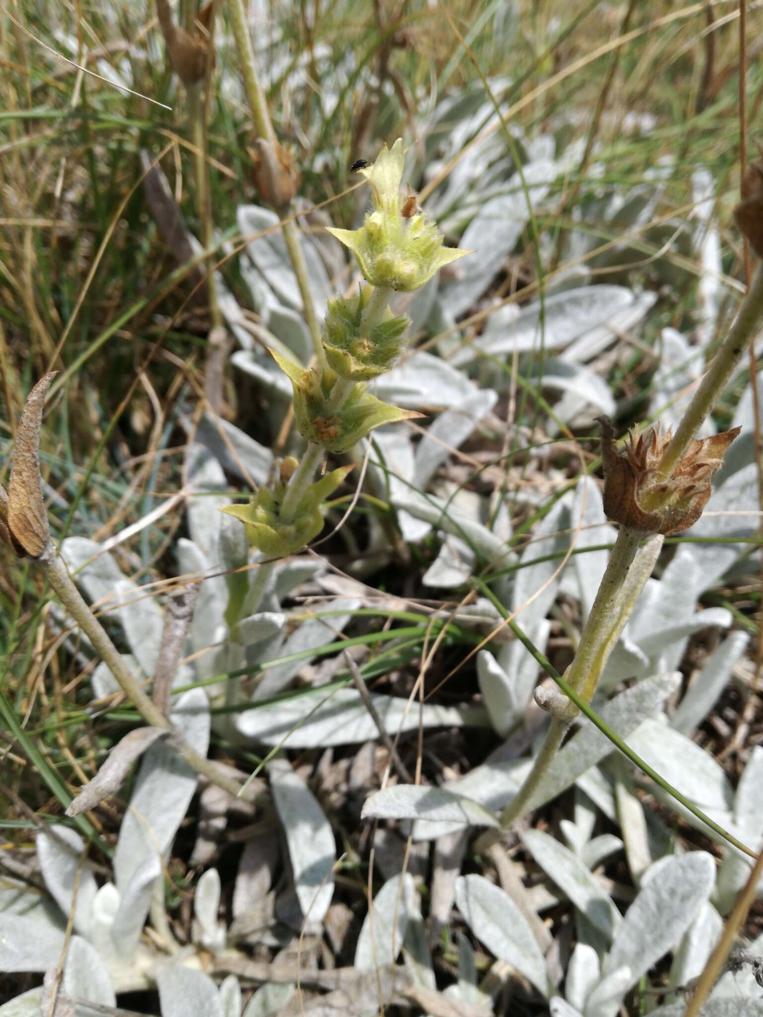 Image of Sideritis italica (Mill.) Greuter & Burdet