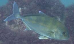 Image of Samson fish