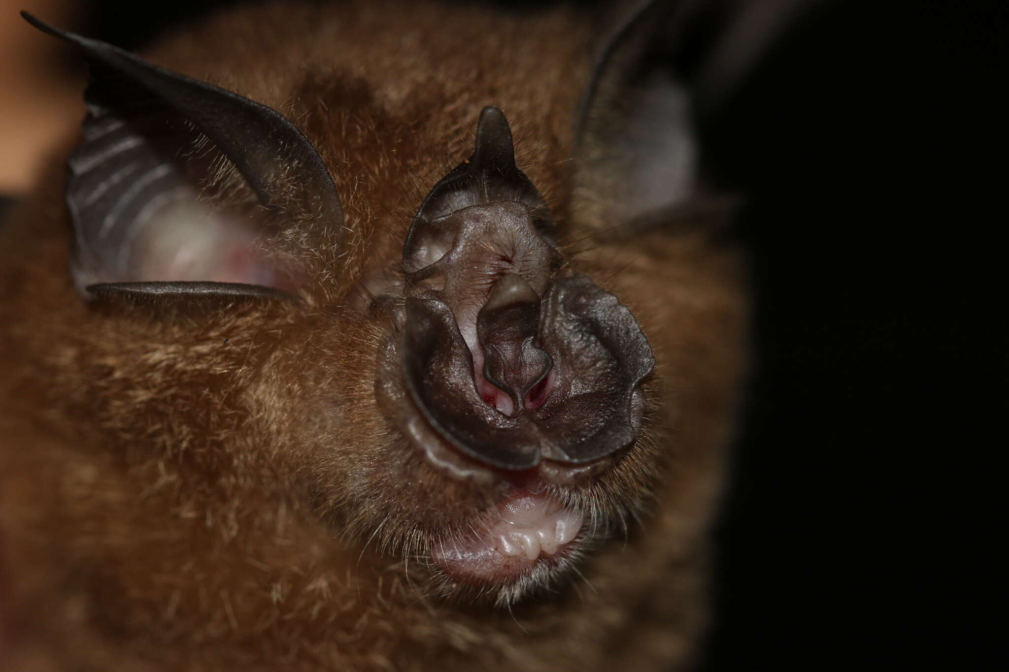 Image of Rhinolophus creaghi Thomas 1896