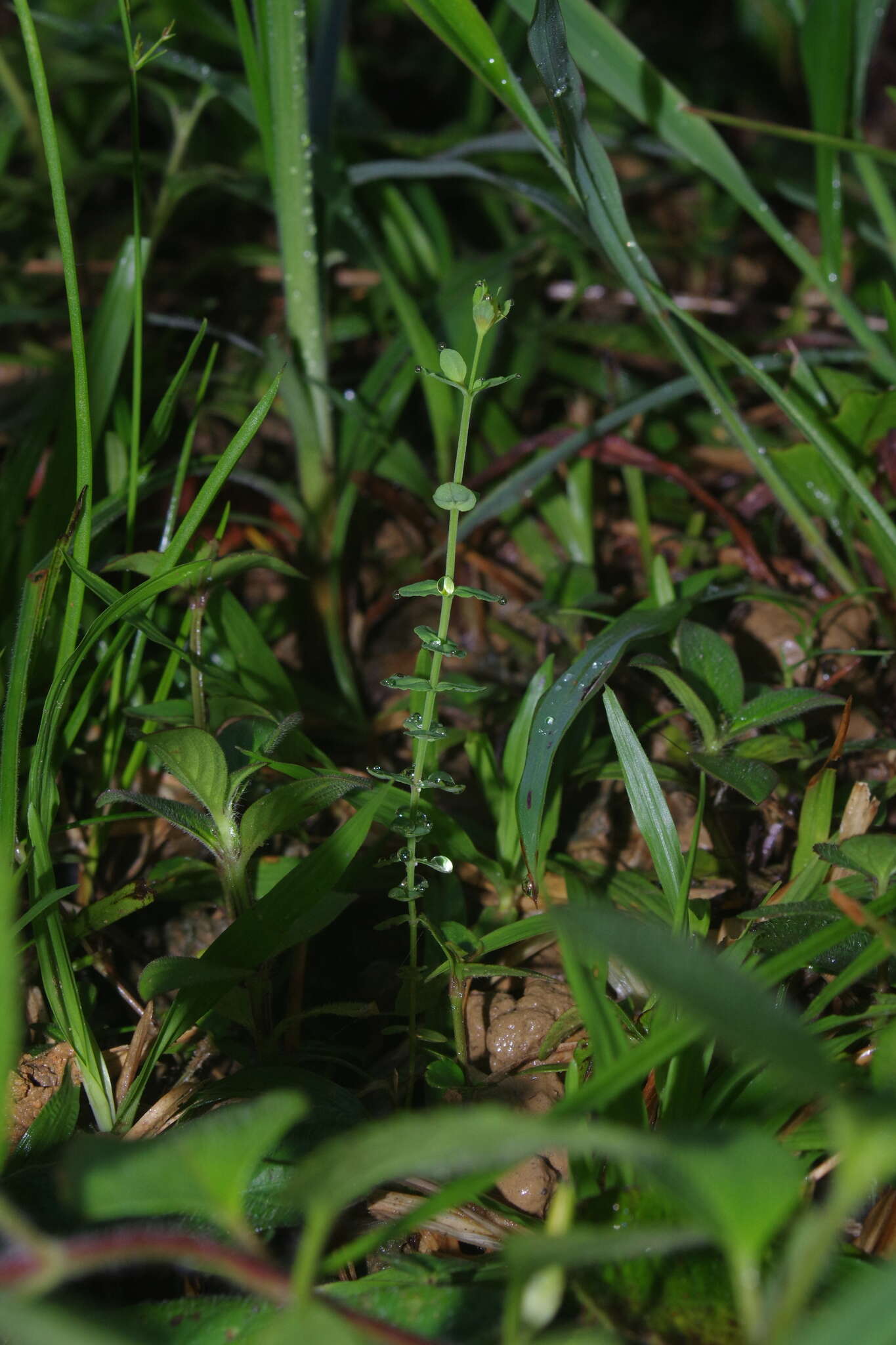 Image of Hypericum japonicum Thunb. ex Murray