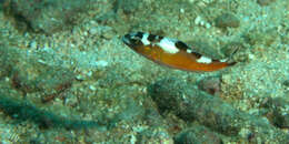 Serranus tabacarius (Cuvier 1829) resmi