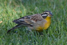 Imagem de Emberiza flaviventris princeps Clancey & Winterbottom 1960