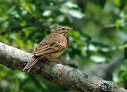 Image of Wood Pipit