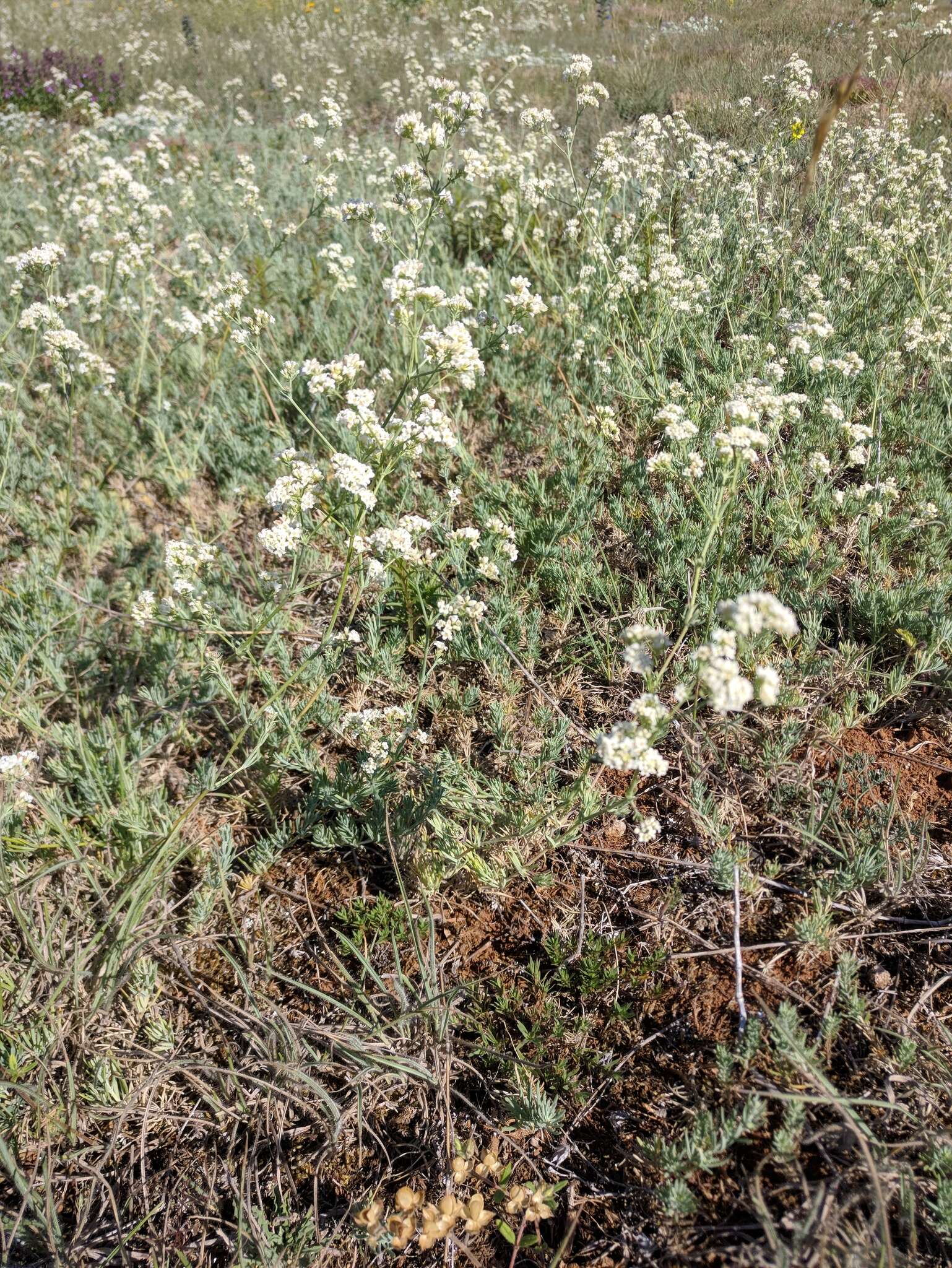 Imagem de Galium xeroticum (Klokov) Pobed.