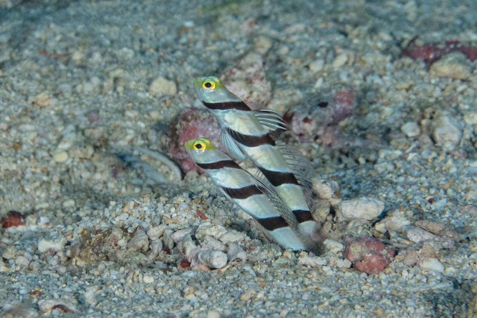 صورة Stonogobiops xanthorhinica Hoese & Randall 1982